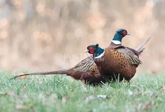 Pheasant ✓ Pheasant hunt