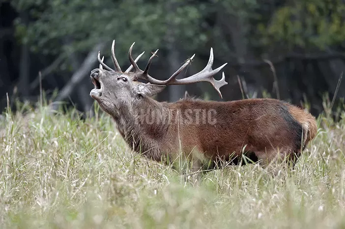 Red deer ✅ Red stag ✅ Hunt trip of red stag