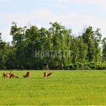 Game preserve Pravice in the Czech Republic ✓ Hunting offers to hunt fallow buck · Mouflon hunt · Sika deer Dybowski
