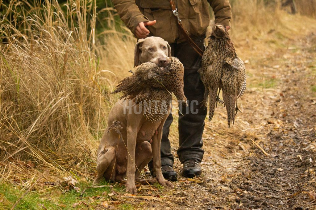 Pheasant hunt stalking- ending season 2024/2025