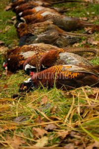 Pheasant hunt in pheasantry Radany 2024 2