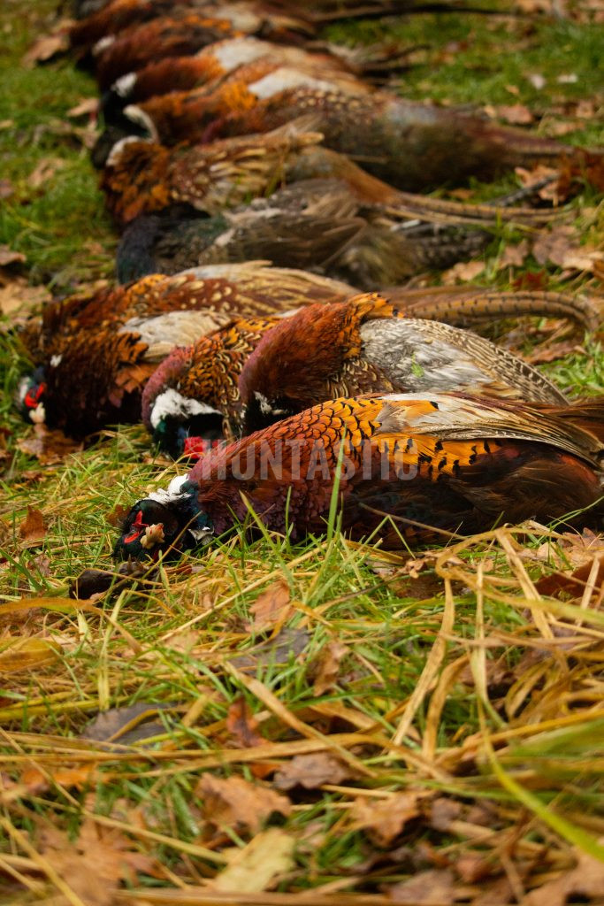 Pheasant hunt in pheasantry Radany 2024