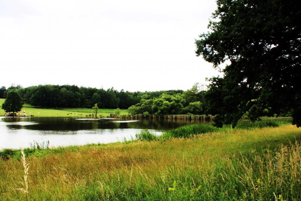 Pheasantry Radany in the Czech Republic ✓ Hunting pheasants by stalking with the dogs ✓