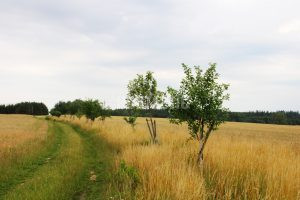 Pheasant hunt stalking- ending season 2024/2025 1