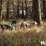 Hunting pheasants with dogs in pheasantry Radany, Czech Republic