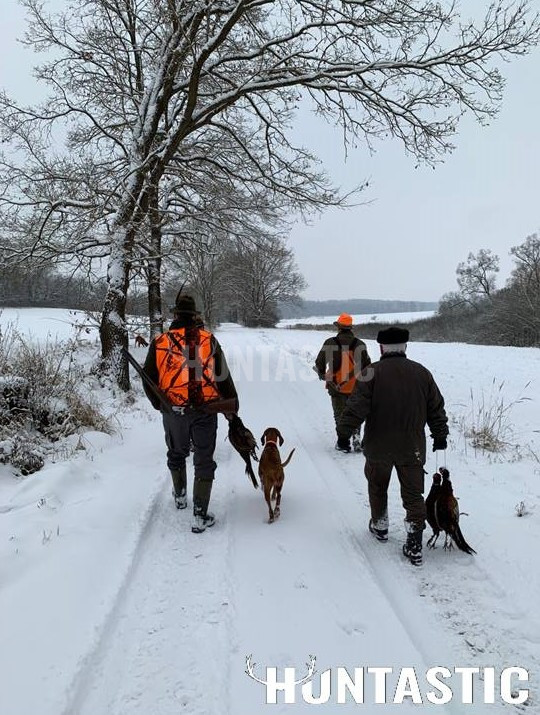 Pheasant hunt- walking with dogs- packages
