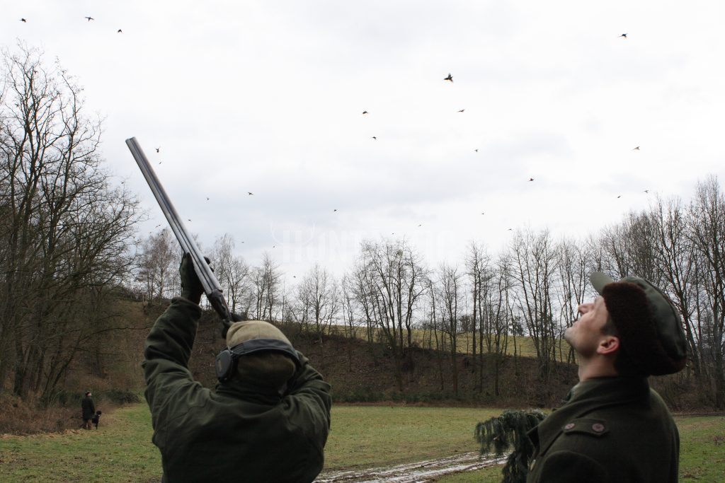 Pheasant hunt in pheasantry Albertovec- Autumn 2024