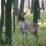 Fallow deer ✓ Fallow buck hunt ✓