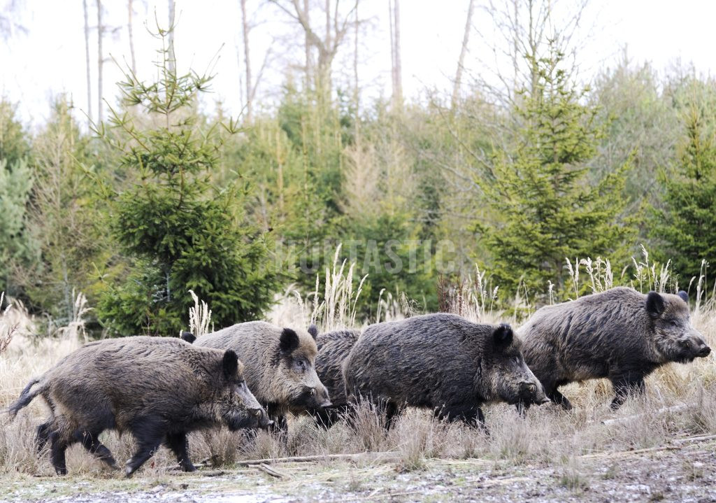 Driven hunt in the Vysočina region