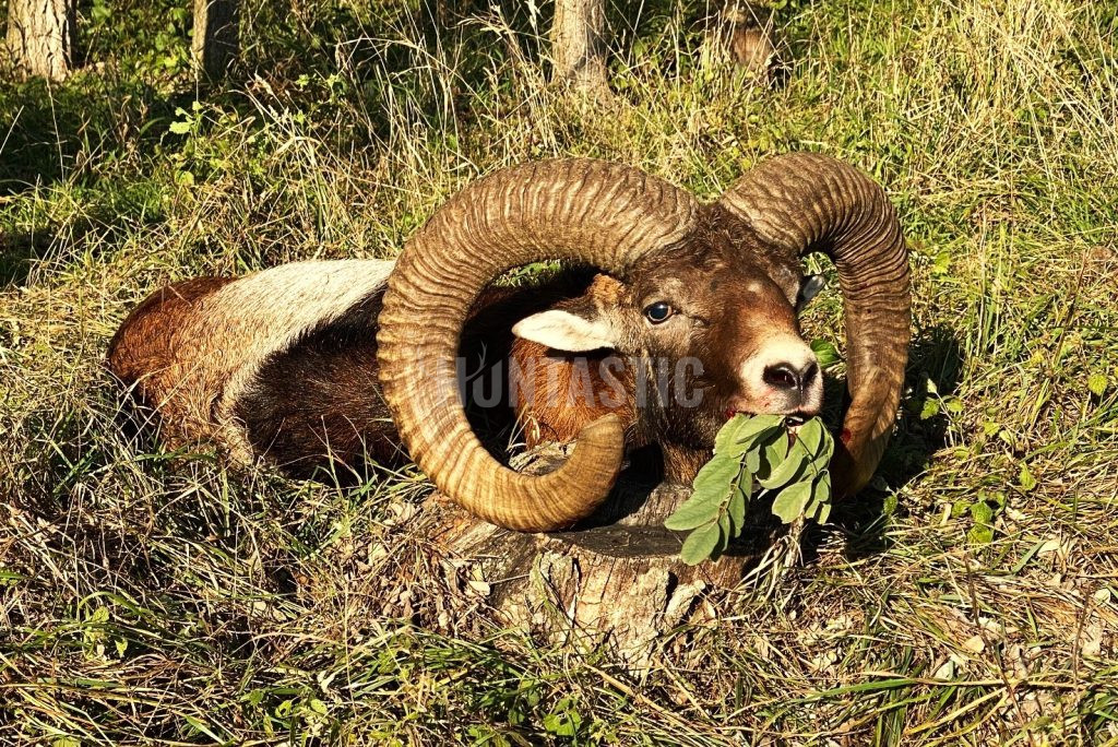 Gold medal mouflon hunt in a game preserve Pravice in South Moravia