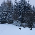 Hunting ground Libochová ✓ Fee hunting for hare ✓ The hunting ground is located in the Highlands
