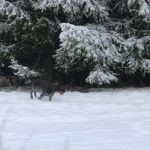 Hare hunt in the Czech republic ✅ Free area Libochová in Vysocina region ✓