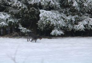 Hare hunt in the Czech Republic 2025 2
