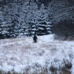 Hare hunt in the Czech republic ✅ Free area Libochová in Vysocina region ✓