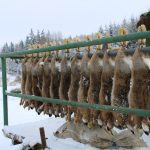 Hare hunt in the Czech republic ✅ Free area Libochová in Vysocina region ✓