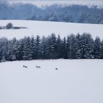 Hunting ground Libochová ✓ Fee hunting for hare ✓ The hunting ground is located in the Highlands