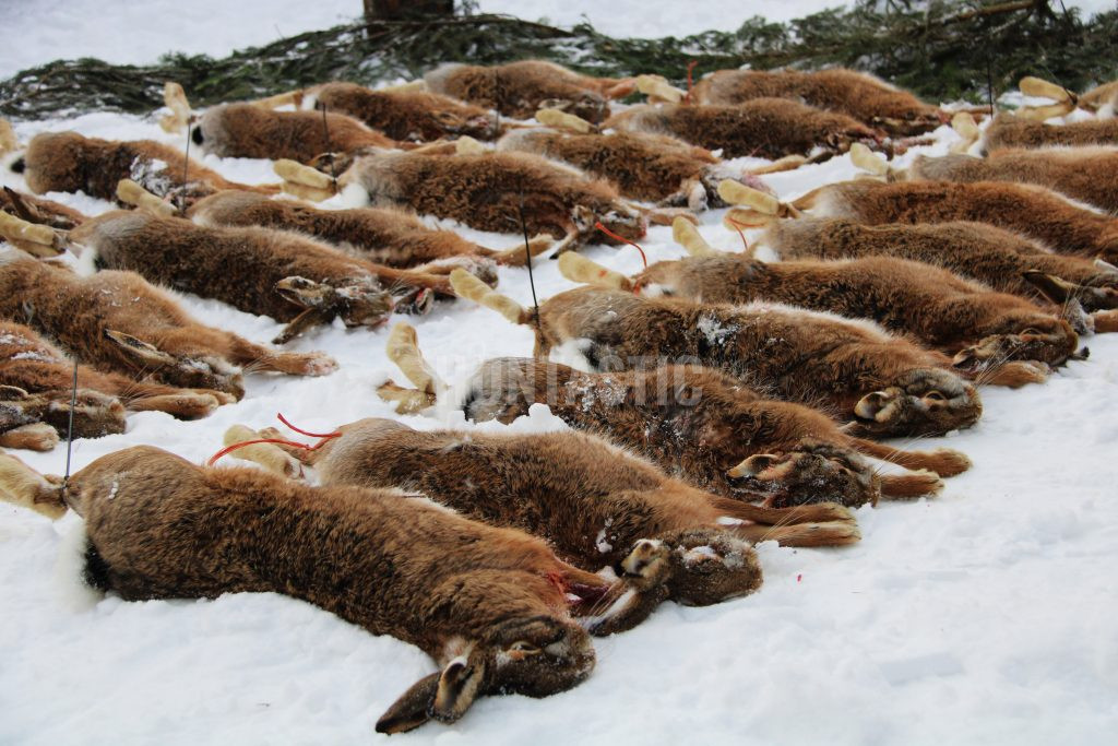 Hare hunt in the Czech Republic 2025
