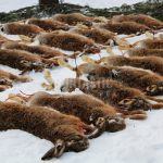 Hare hunt in the Czech republic ✅ Free area Libochová in Vysocina region ✓