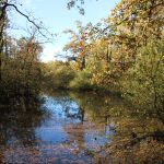 Duck hunting ✅ Ponds in České Budějovice ✅ Czech Republic