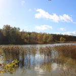 Duck hunting ✅ Ponds in České Budějovice ✅ Czech Republic