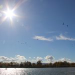 Duck hunting ✅ Ponds in České Budějovice ✅ Czech Republic