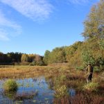 Duck hunting ✅ Ponds in České Budějovice ✅ Czech Republic