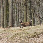 Game preserve Kralice ✅ Red Deer hunting · Fallow deer hunting