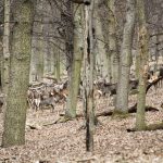 Game preserve Kralice ✅ Red Deer hunting · Fallow deer hunting