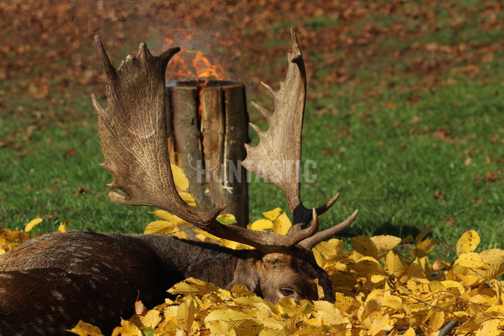 Fallow buck hunt in game preserve Kralice in the Czech republic 2024/2025