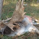 Game reserve Kralice in the Czech republic ✅ Red stag hung · Fallow buck hunt