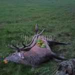 Game preserve Kralice ✅ Red stag hunt · Fallow buck hunt