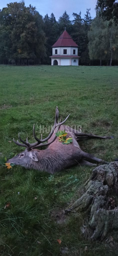 Red stag hunt in game preserve Kralice in the Czech republic 2024/2025