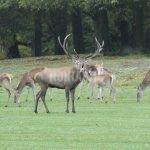 Game preserve Kralice ✅ Red stag hunt · Fallow buck hunt