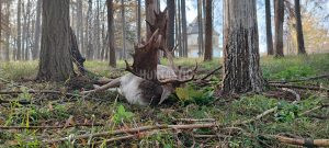 Fallow buck hunt in game preserve Kralice in the Czech republic 2024/2025 0