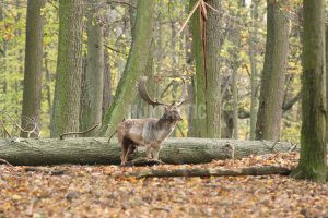 Fallow buck hunt in game preserve Kralice in the Czech republic 2024/2025 3