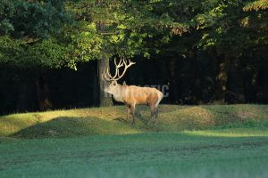 Red stag hunt in the game preserve Kralice in the Czech republic 220 - 230 CIC 1