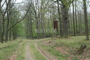 Red stag hunt in the game preserve Kralice in the Czech republic 220 - 230 CIC 3