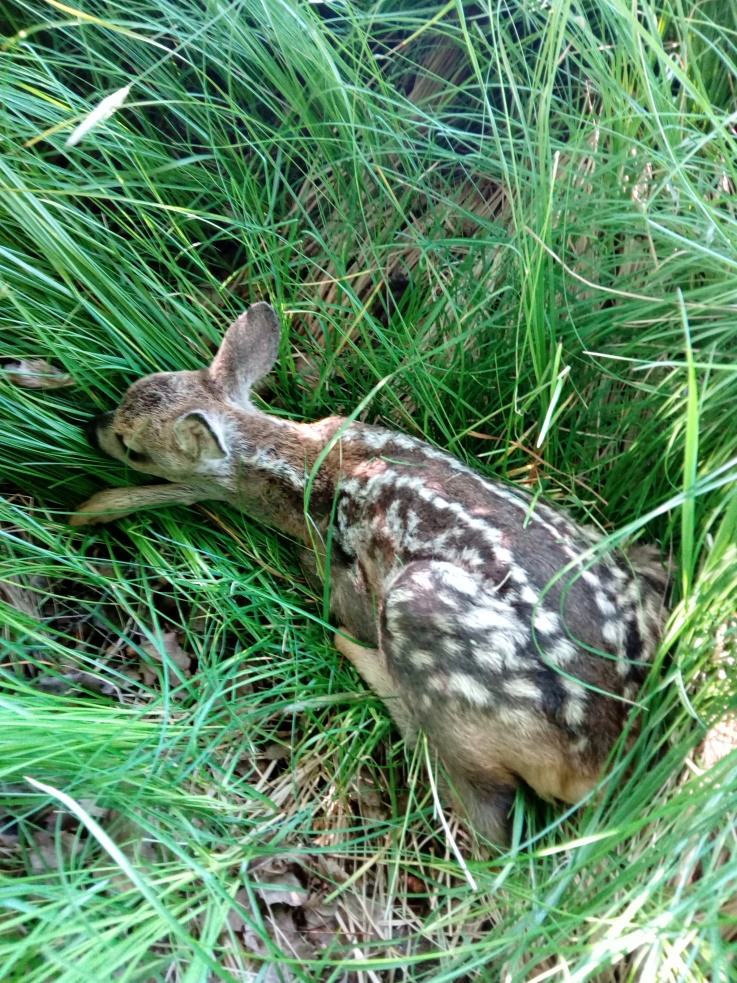 Rescue a fawns from haymakers