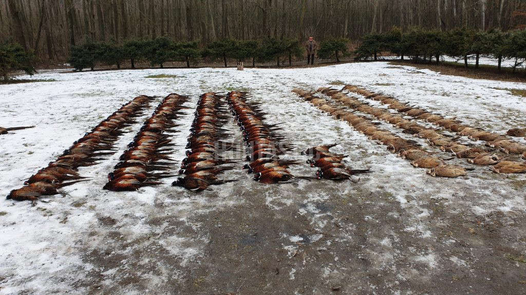 Pheasant hunting in Kroměříž pheasantry 2025