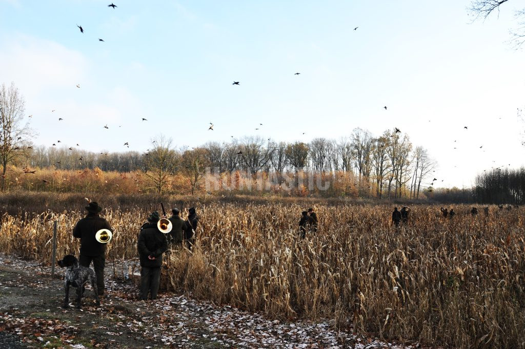 Pheasantry Kroměříž in the Czech Republic ✅ Pheasant hunt in the Czech Republic ✅