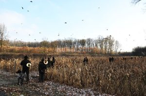 Pheasant hunting in Kroměříž pheasantry 2025 2