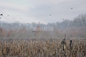 Pheasant hunting in Kroměříž pheasantry 2025 1