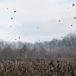 Pheasantry Kroměříž in the Czech Republic ✅ Pheasant hunt in the Czech Republic ✅