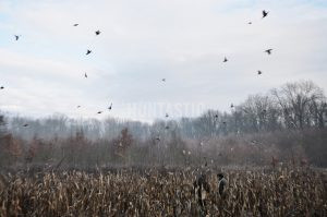 Pheasant hunting in Kroměříž pheasantry 2025 0