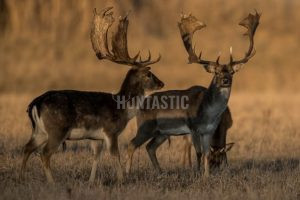 Fallow buck hunt in Slovakia 2024/2025 0