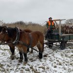 Hunting in Slovakia in Safari Dudín ✅ Fallow deer hunting · Wild boar hunting · Deer hunting · Roe deer hunting