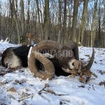 Hunting in Slovakia in Safari Dudín ✅ Fallow deer hunting · Wild boar hunting · Deer hunting · Roe deer hunting