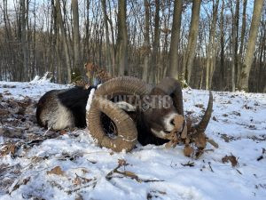 Mouflon hunt in Slovakia 2024/2025 1