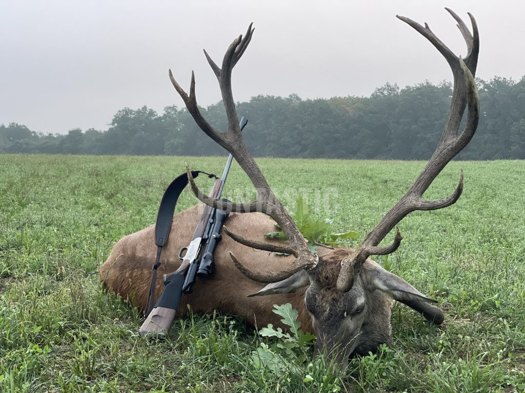 Red stag hunt in Slovakia 2024/2025