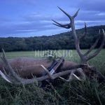 Paid hunting in Slovakia in Safari Dudín ✅ Fallow deer hunting · Wild boar hunting · Deer hunting · Roe deer hunting